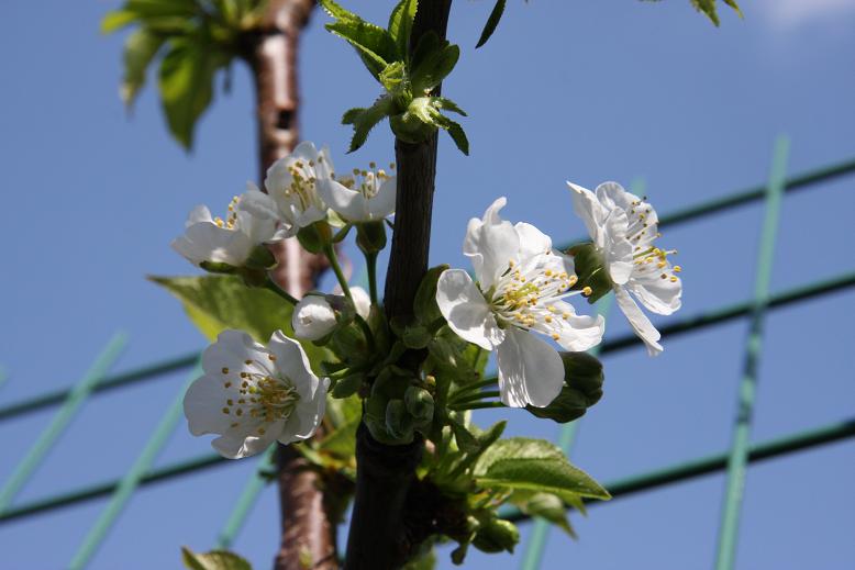 桜 誕生花と花言葉と花写真