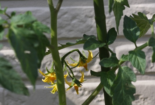 トマト Tomato 誕生花と花言葉と花写真