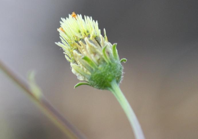 センダングサ 栴檀草 ひっつき虫 誕生花と花言葉と花写真