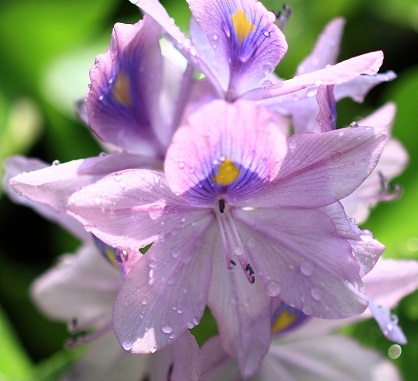 布袋葵 ホテイアオイ 誕生花と花言葉と花写真