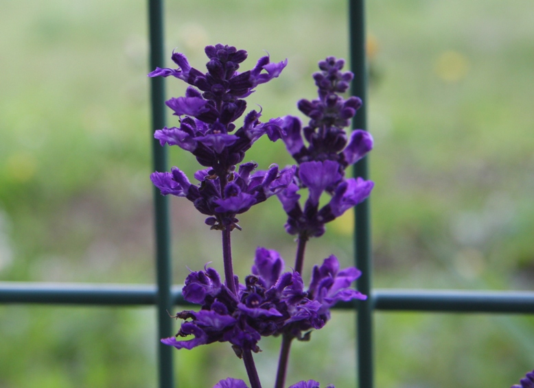 ラベンダー Lavender Lavandula 誕生花と花言葉と花写真