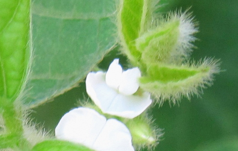 枝豆の栽培 黒豆になるまで 誕生花と花言葉と花写真