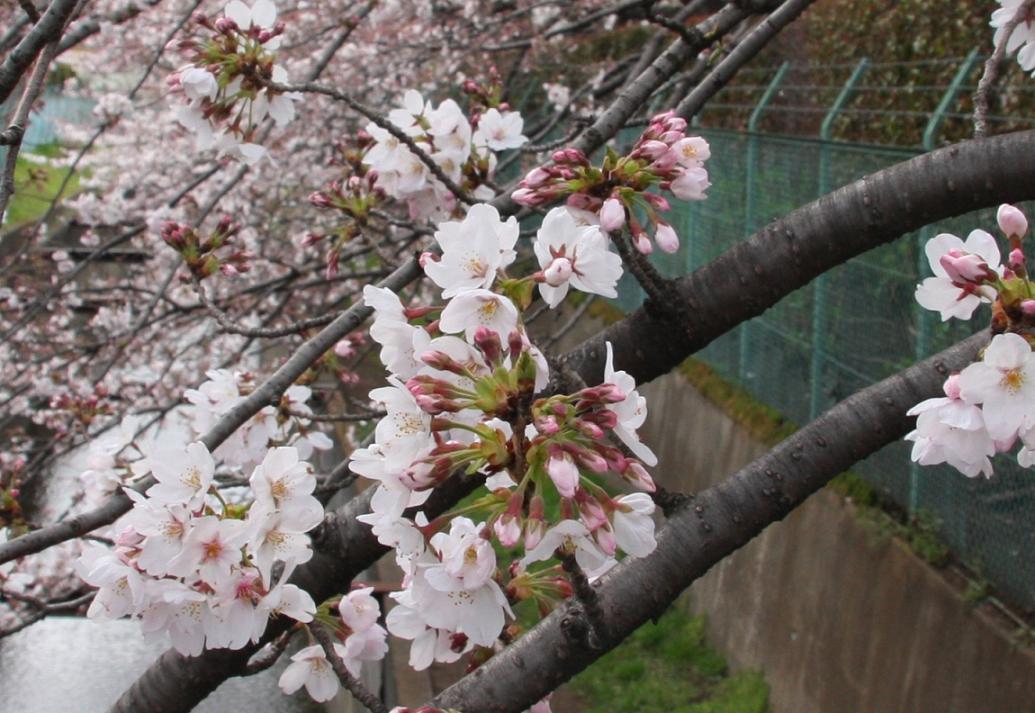 桜 誕生花と花言葉と花写真
