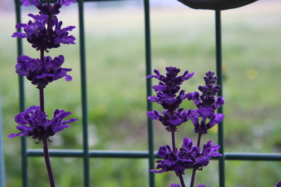 ラベンダー Lavender Lavandula 誕生花と花言葉と花写真