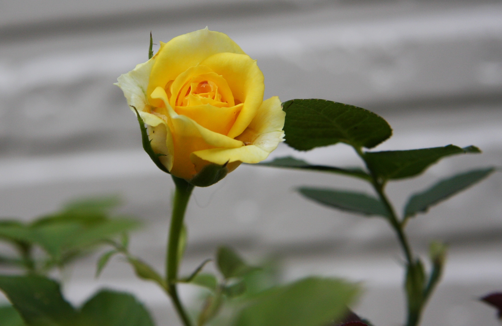 黄色い薔薇 イエローローズ 誕生花と花言葉と花写真