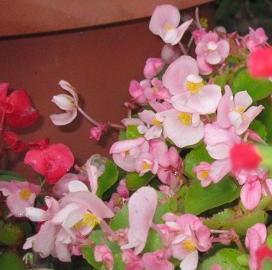 ゼラニウム 天竺葵 誕生花と花言葉と花写真