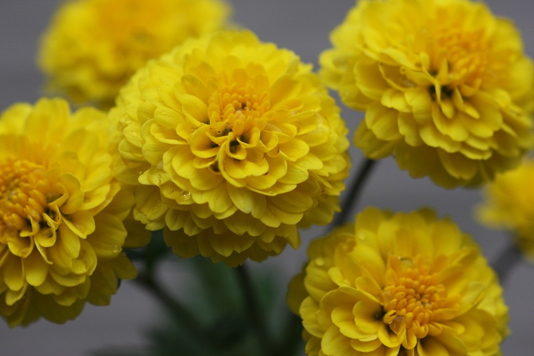 黄色い菊の花 ダリア菊 誕生花と花言葉と花写真