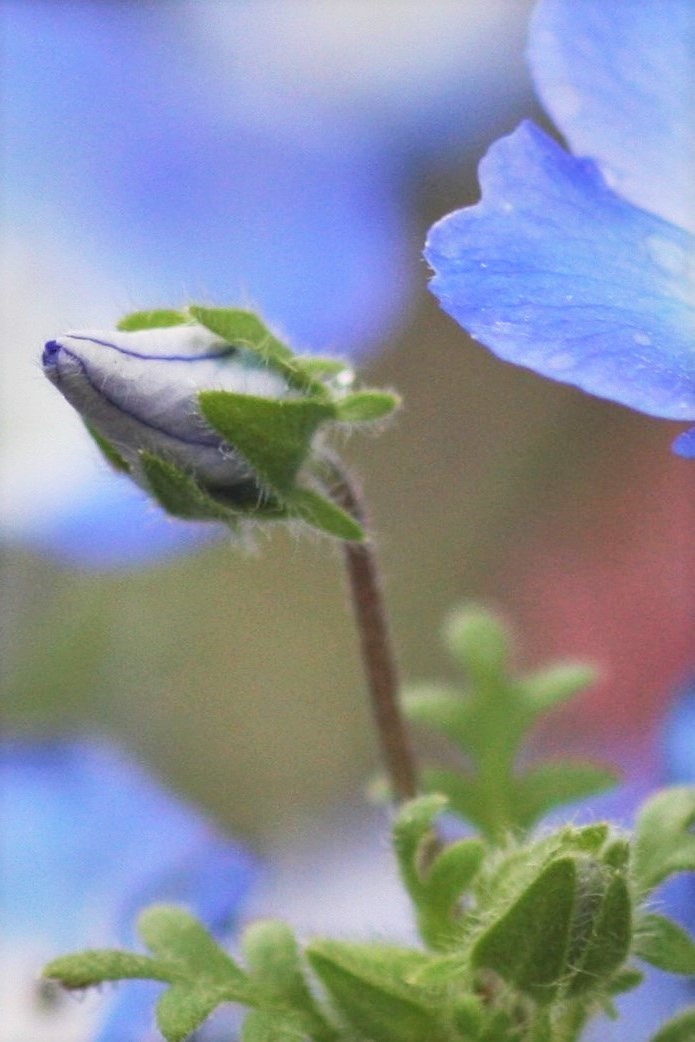 ネモフィラ 青い小花 誕生花と花言葉と花写真