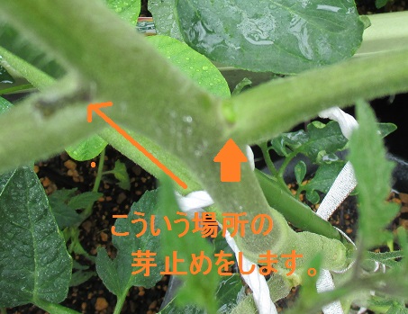 トマト Tomato 誕生花と花言葉と花写真