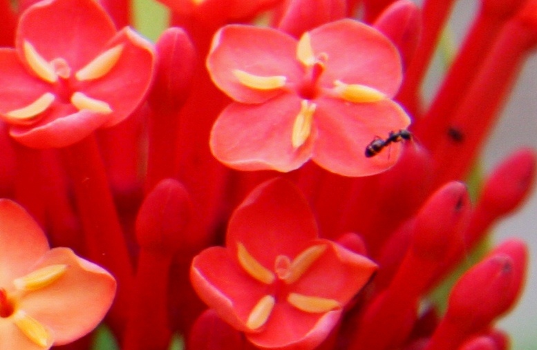 イソクラ 山丹花 サンタンカ 誕生花と花言葉と花写真