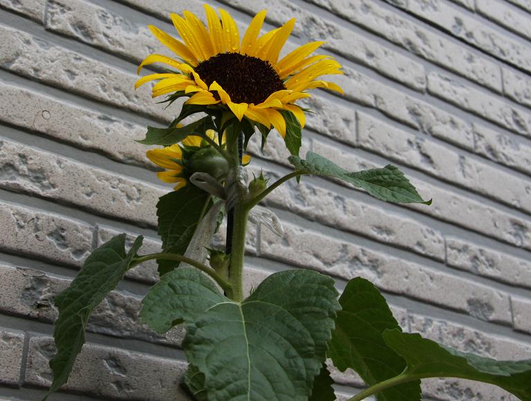 ひまわり Sunflower 誕生花と花言葉と花写真