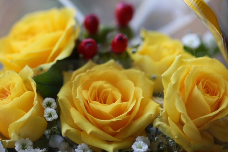 黄色い薔薇 イエローローズ 誕生花と花言葉と花写真
