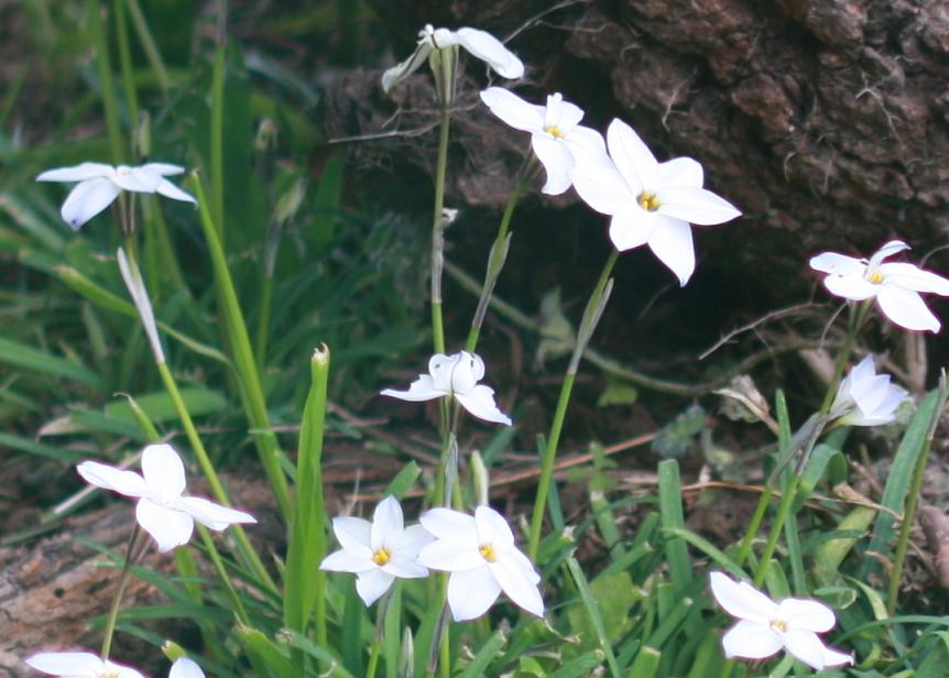 白い花がひっそりと咲くハナニラ 誕生花と花言葉と花写真