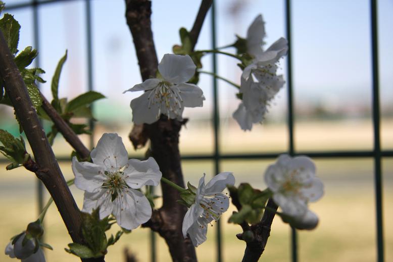 桜桃の木 さくらんぼの木 誕生花と花言葉と花写真