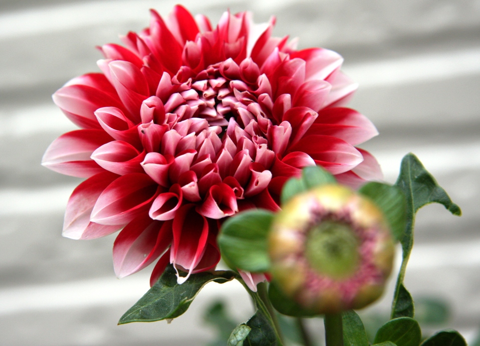 ダリア 誕生花と花言葉と花写真