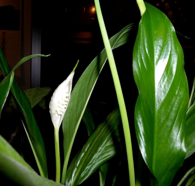 スパティフィラム Spathiphyllum 誕生花と花言葉と花写真